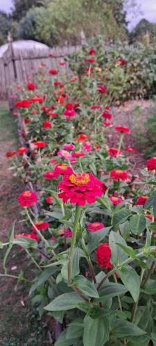 Détail du jardin potager